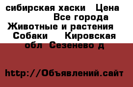 l: сибирская хаски › Цена ­ 10 000 - Все города Животные и растения » Собаки   . Кировская обл.,Сезенево д.